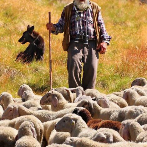 Animal Husbandry